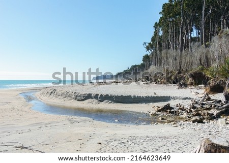 Tall rimu trees line beach at Bruce Bay on West Coast of South Island New Zealand.