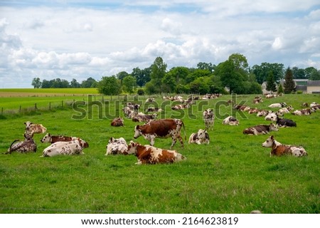 Herd of cows resting on green grass pasture, milk, cheese and meat production in Normandy, France Royalty-Free Stock Photo #2164623819