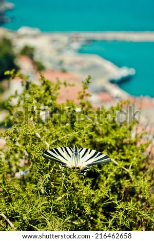 Scarce Swallowtail (Iphiclides podalirius) and Karlovasi port on background,  Samos island, Greece.