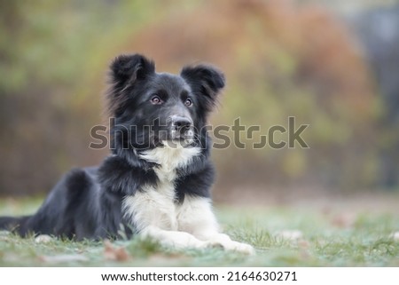 Lying black and white border collie, natural background