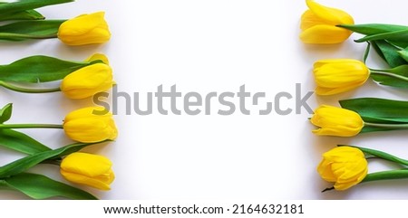 Beautiful yellow natural tulips on a isolate white background with copy space for text. Spring flatlay layout, view from the top