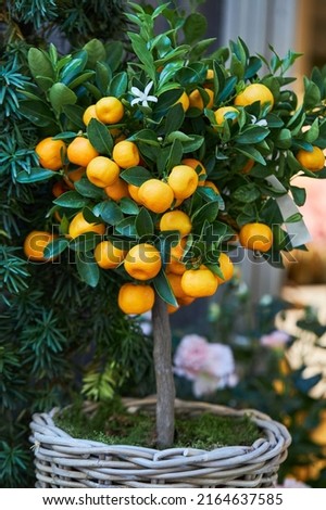 Citrus plant Calamondin, Citrofortunella microcarpa, madurensis with ripe small orange fruits in a pot. Royalty-Free Stock Photo #2164637585