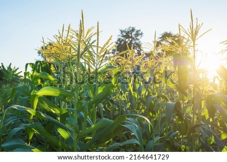 A selective focus picture of corn flower at organic corn field. 