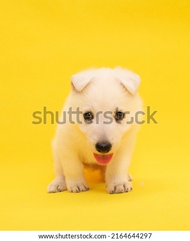 little puppy studio portrait on isolated background