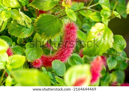 Bright red Fox Tail plant (Acalypha Pendula) fluffy flowers with green leaves in the garden in spring
