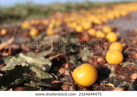 Mirabelle plums spread along the street in a countryside