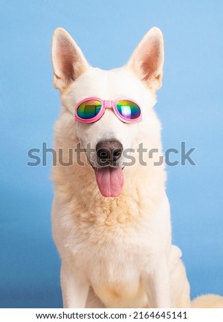 funny dog with sunglasses on isolated background