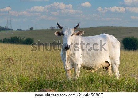 nelore, brazilian cattle in the pasture Royalty-Free Stock Photo #2164650807