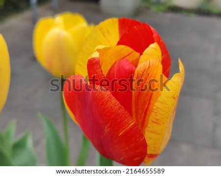 Tulips beauty enriches by nature