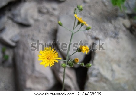 Yellow dandelion flower, photo in macro mode