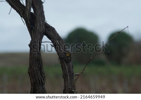 Bordeaux Vineyards in winter Wine tree pruning, France