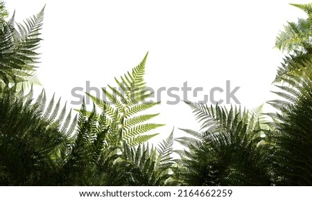 A extra large picture of fern, white background, minimalism, copy space, horizontal