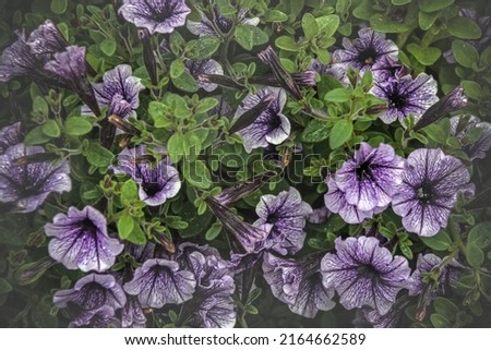 Little petunia flowers in the garden on summer day,, balcony decorated in summer season. Flower 's balcony decor home concept.