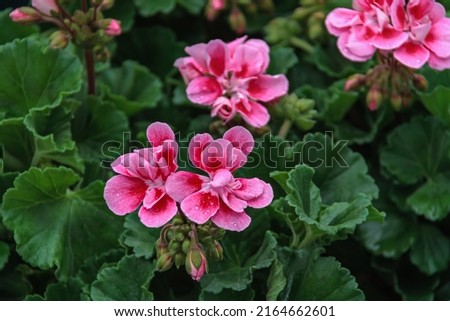 Geranium pink flowers. Geranium plant in the garden. Balcony flowers, small garden with blossom of geranium