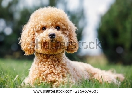 Poodle on the grass. Dog in nature. Dog of the Poodle breed. The puppy lying, smiling and poses for the camera. Royalty-Free Stock Photo #2164674583