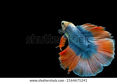 Orange blue is a beautiful combination colors of halfmoon double tail betta fish