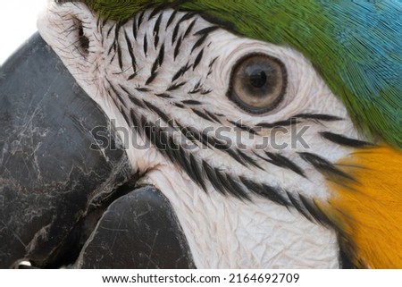 Closeup of colorful macaw bird face.Macro parrot bird head.Blue and gold Macaw parrot. Exotic colorful beautiful African macaw parrot.Bird watching in safari, South Africa wildlife.