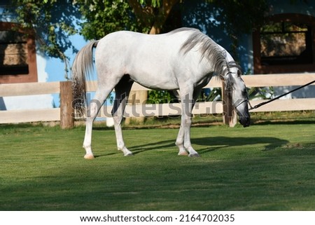 The Arabian or Arab horse is a breed of horse that originated on the Arabian Peninsula.