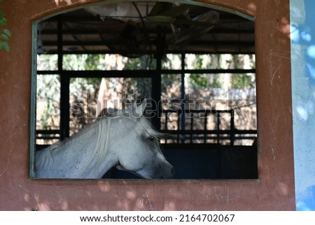 The Arabian or Arab horse is a breed of horse that originated on the Arabian Peninsula.