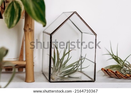 Glass florariums with tillandsia on a shelf on a white wall.Bright authentic home interior.Home gardening,urban jungle,biophilic design.Selective focus.