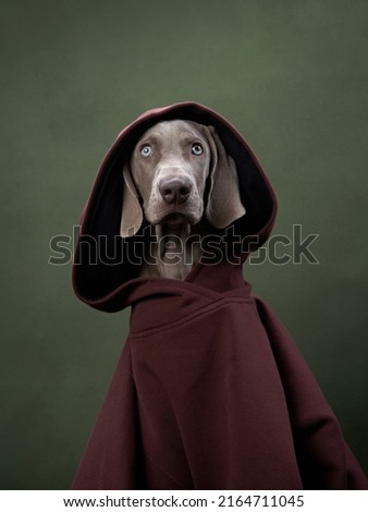 weimaraner puppy in a hooded sweatshirt on a green canvas background. Funny dog in the studio Royalty-Free Stock Photo #2164711045