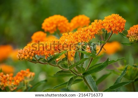 Butterfly weed (Asclepias tuberosa) blooming in the garden. It is a species of milkweed and excellent source of pollen and nectar for pollinating insects. Royalty-Free Stock Photo #2164716373