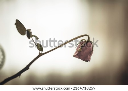 A long-forgotten withered rose placed in a vase. Royalty-Free Stock Photo #2164718259