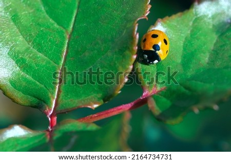macro of red ladybird bag on the green leaf. Vivid red and green colours. Gardening, springtime, macro, selective focus, soft focus
