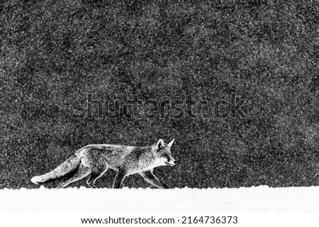 Fox in snow. Red fox, Vulpes vulpes, hunting. Wildlife from winter nature. Orange fur coat animal on forest meadow in heavy snowfall. Black and white fine art photo. Clever fox. Natural habitat.