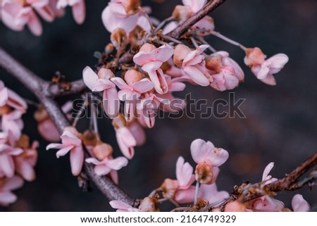 Western redbud in bloom at springtime. Royalty-Free Stock Photo #2164749329