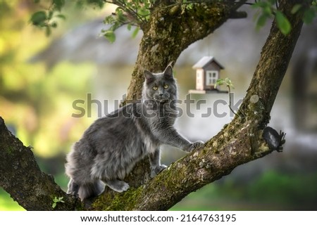 beautiful maine coon cat hunting for birds on a tree outdoors Royalty-Free Stock Photo #2164763195
