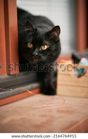 a black cat is hunting while on the window sill. close up portrait of a short hair domestic pet.