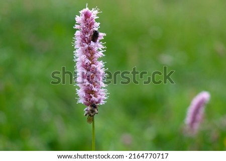 Close-up of a pink grass tip (called a sausage) on the left side of the picture