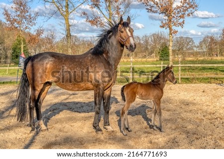 A week old dark brown foal stands outside in the sun with her mother. mare with red halter. Warmblood, KWPN dressage horse. animal themes, newborn Royalty-Free Stock Photo #2164771693
