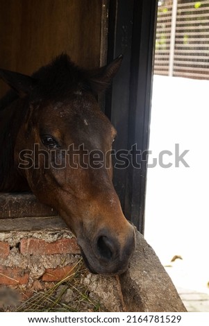 A brown horse inside the stable