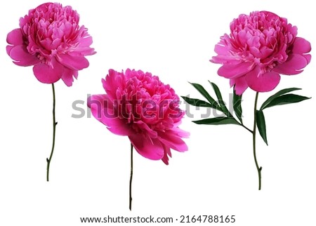 Pink buds of peonies flowers isolated on white background. Set of blooming lush peonies for design