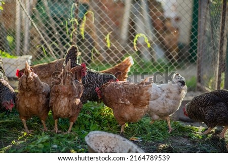 Chickens on a farm with a blurred background in the rays of the setting sun.