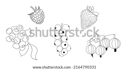 Vector contour simple icons. A sketch of a berry set. Silhouette of raspberries, strawberries, currants, blueberries and gooseberries. Royalty-Free Stock Photo #2164790331