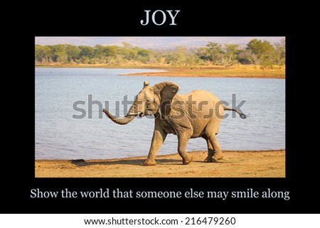 Motivational poster - JOY: running young elephant