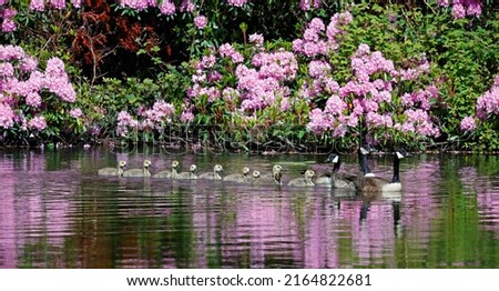 A family of canada geese on the lake