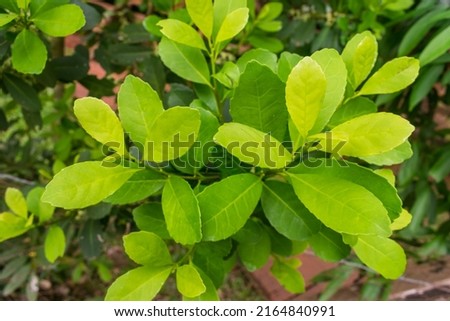 Leaves of the Yerba mate (Ilex paraguariensis) plant in Puerto Iguazu, Argentina Royalty-Free Stock Photo #2164840991