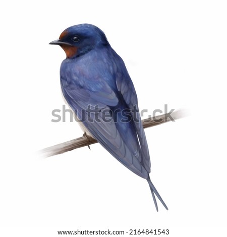 Barn Swallow. Watercolour illustration of a swallow bird. Idea for educational books, postcards, stickers, tattoo.
