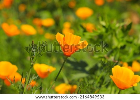 Golden Poppies (Eschscholzia californica) on a meadow in a park