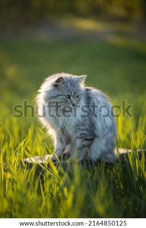 
Photo of a gray fluffy cat in the green grass.