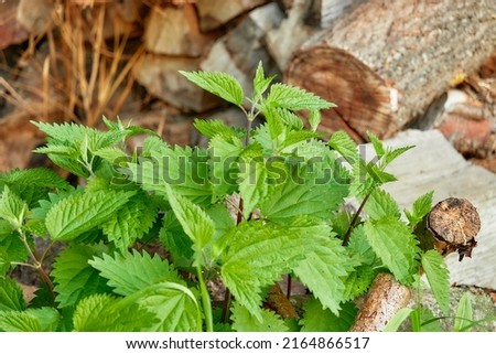 Urtica dioica (Stinging, Common, Giant or European nettle, stinger) is a herbaceous perennial flowering plant in the family Urticaceae. Royalty-Free Stock Photo #2164866517