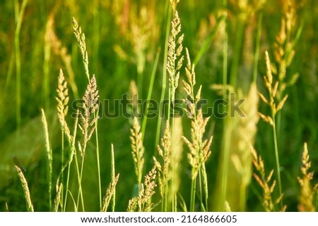 Poa trivialis (rough bluegrass, rough-stalked meadow-grass or rough meadow-grass ), is perennial plant regarded in US as ornamental plant. It is part of grass family. Royalty-Free Stock Photo #2164866605