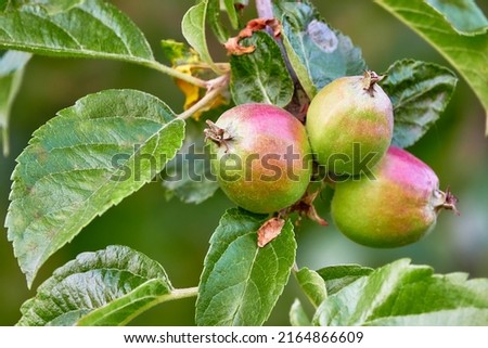 Unripe apples on an tree. Malus in the family Rosaceae, including the domesticated orchard apple – also known as the eating, cooking or culinary apple.