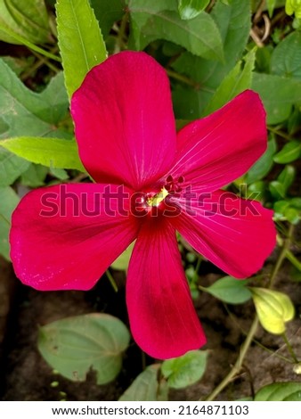 The reason for hibiscus not flowering is usually because of too much shade, drought stress or too much fertilizer. Nitrogen promotes foliage at the expense of flowers and too much phosphorous reduces  Royalty-Free Stock Photo #2164871103