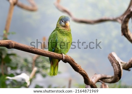 Portrait of Yellow billed amazon (Amazona collaria) perching on a branch Royalty-Free Stock Photo #2164871969