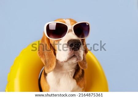 A beagle dog wearing sunglasses and an swimming circle on a blue background. The concept of a summer holiday by the sea. 